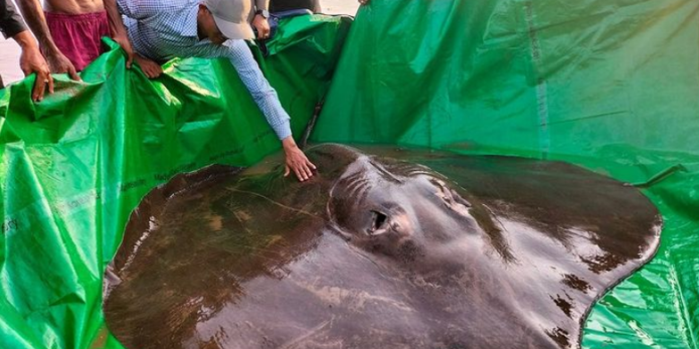 Massive 661-lb. stingray may be the largest freshwater fish ever caught
