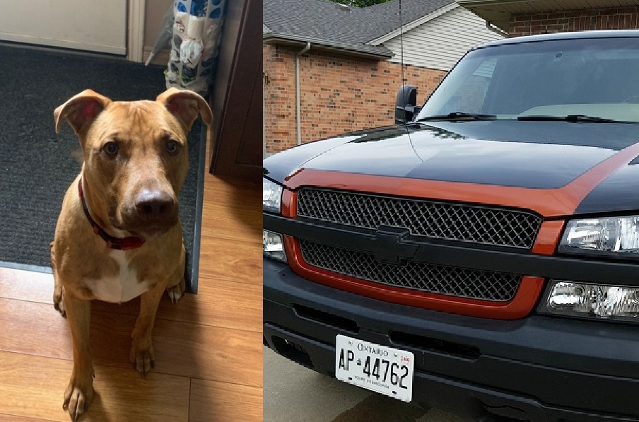 Police say truck with the dog inside it was stolen from a parking lot near Fanshawe Park Road West and Richmond Street on Monday afternoon.