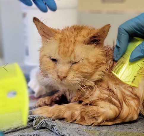 The BCSPCA seized 120 cats from a Ft. St. James property.