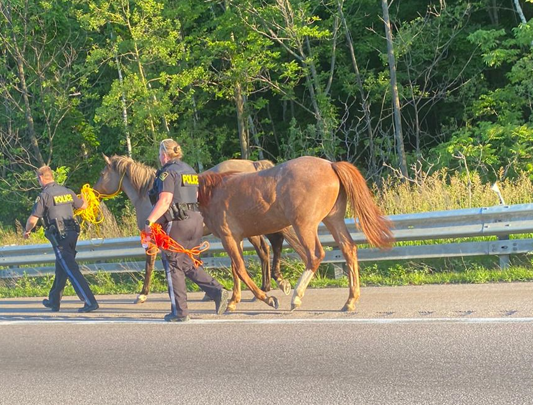 Police in Quinte West apprehended two horses running on Highway 401.