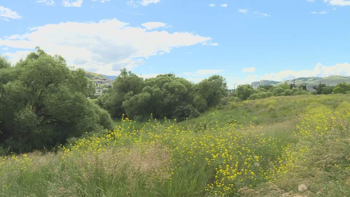 Friends of East Hill Parks is hoping the City of Vernon will agree to turn this land into a public park.