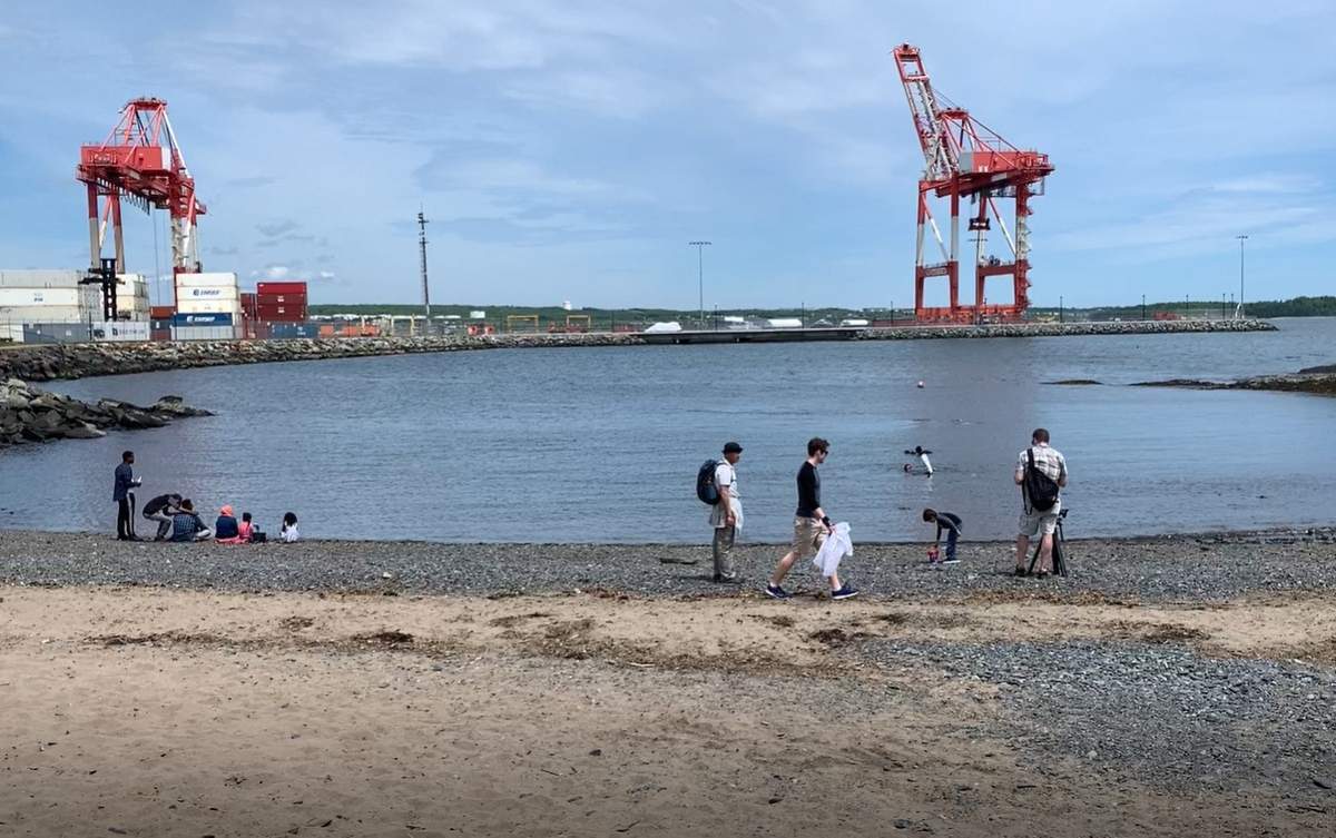 A group is seen cleaning up shallow water and the beach at Point Pleasant Park.