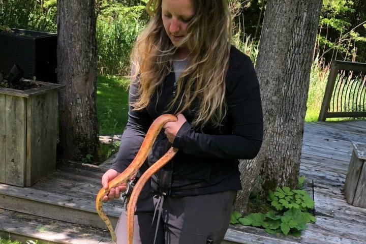 Search for owner after albino corn snake found outside Bridgenorth home