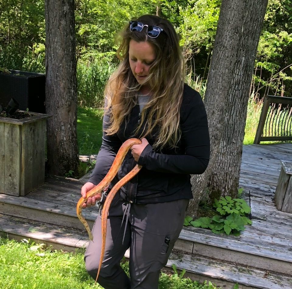 Lindsay Merker with Canada's Dinosaur Park and Reptile Sanctuary poses with an albino corn snake found in Bridgenorth, Ont., on June 4. The snake is indigenous to Florida.
