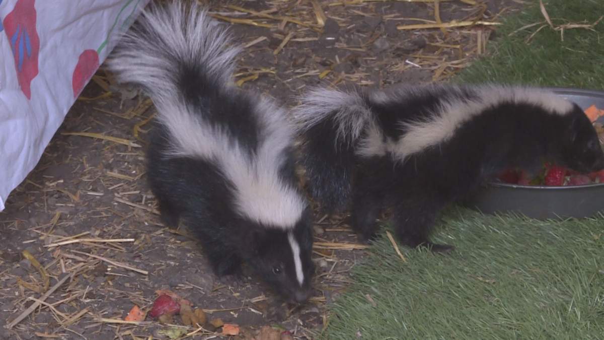 Orphaned skunks at WILDNorth, June 2022.