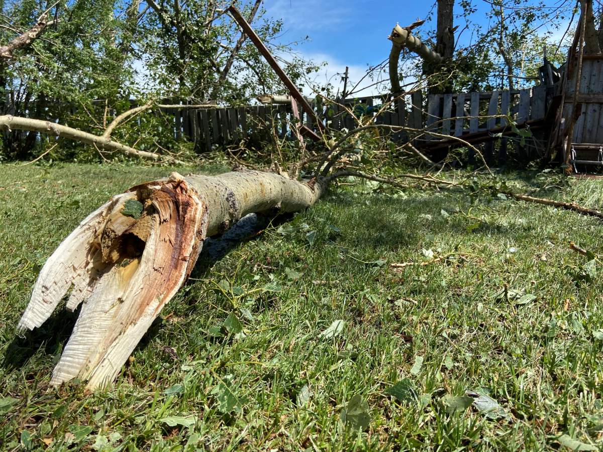 Trees torn apart in Tuesday night storm.