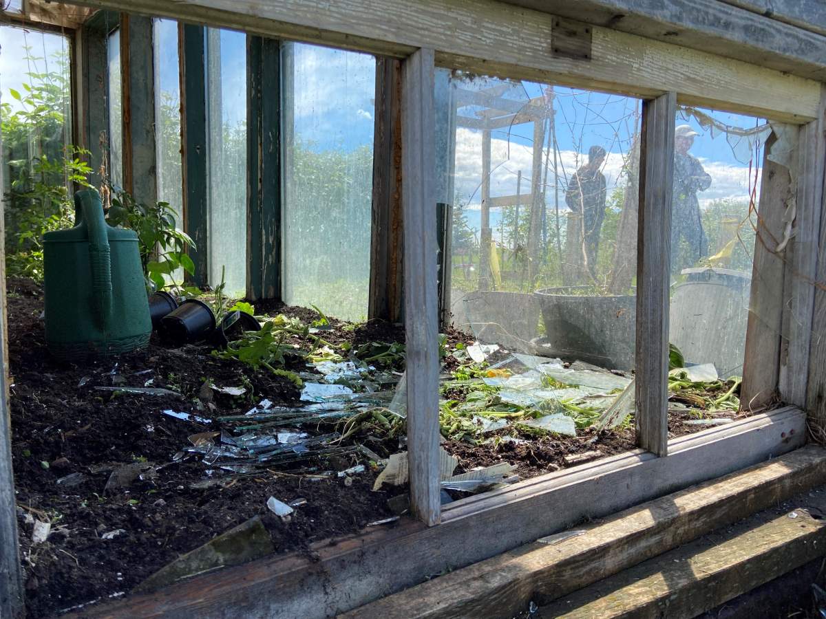 Glass shattered in their greenhouse.