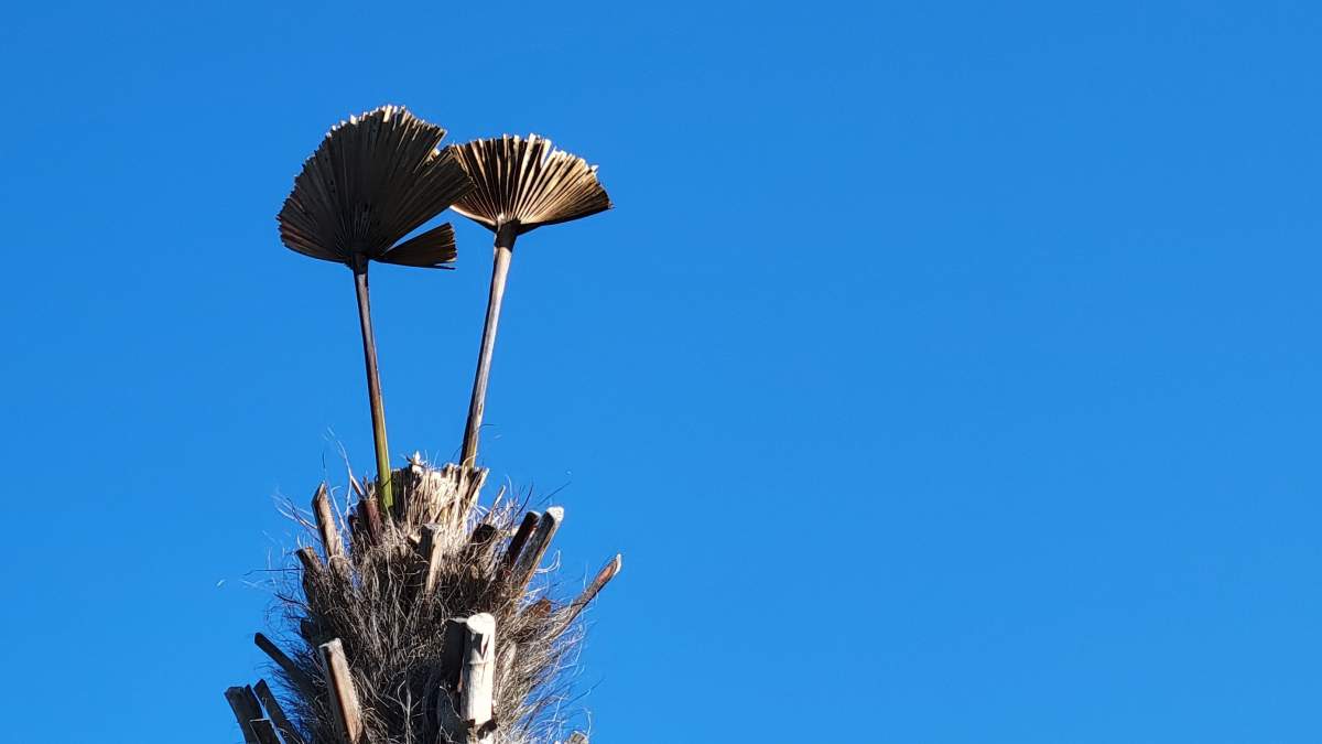 Sam Austin described the Sullivans Pond palm’s current state as a ‘stick in the air.’