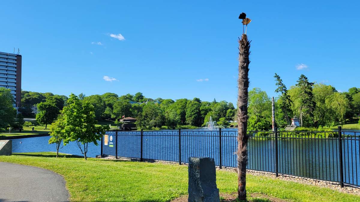 HRM staff removed the dead leaves from the palm tree at Sullivans Pond after it was unboxed in the spring.