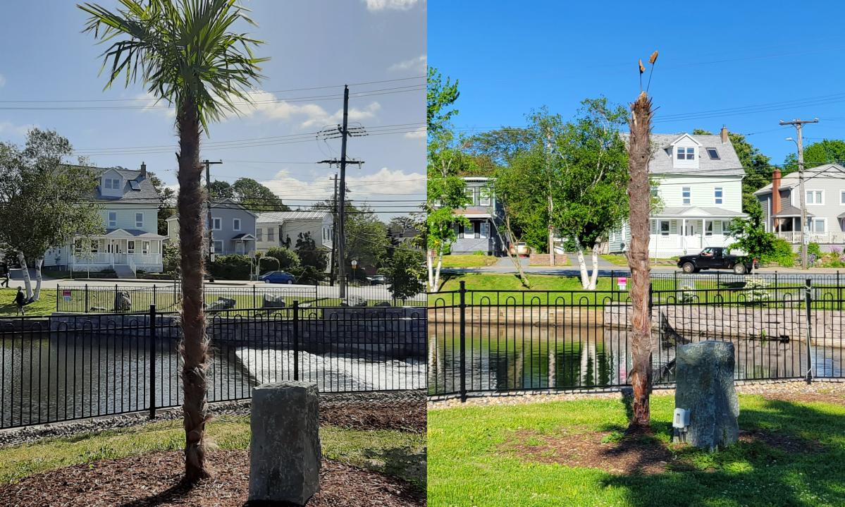The windmill palm tree planted at Sullivans Pond in Dartmouth, pictured in September 2019 on the left and June 2022 on the right.