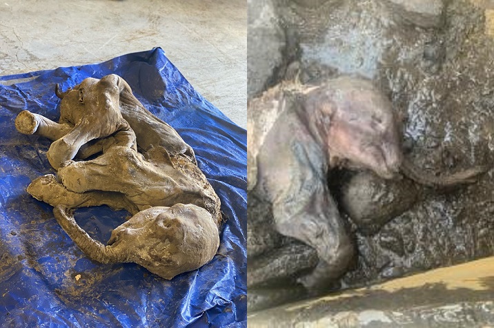 A mummified baby woolly mammoth is seen in an undated handout photo. The Yukon government said that the animal, found within Trʼondek Hwechʼin Traditional Territory earlier this week, is the most complete and best preserved mammoth found in North America to date. 