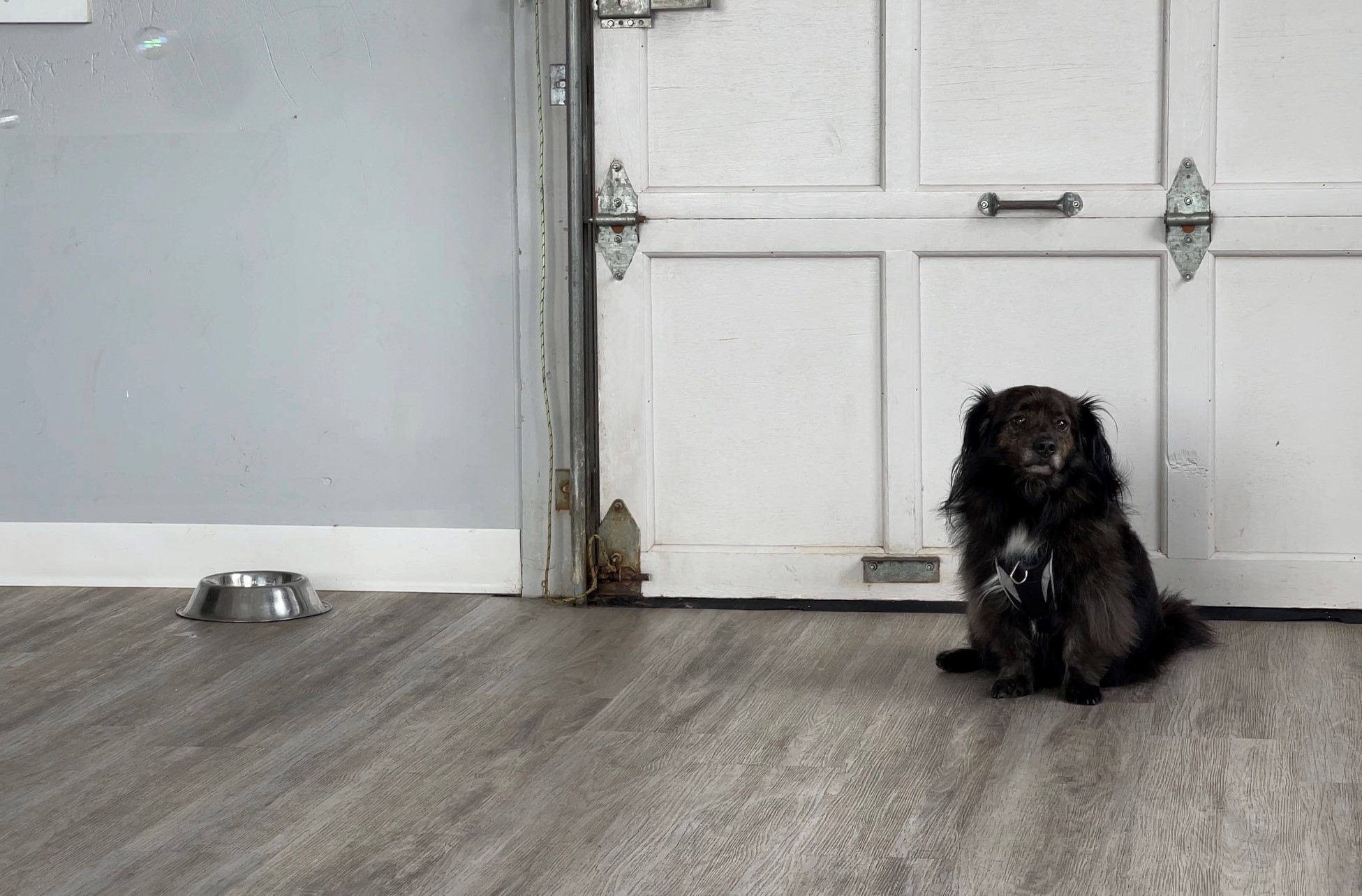 Pandemic Puppies Fill Doggy Daycares In New Brunswick Globalnews Ca   0000000 