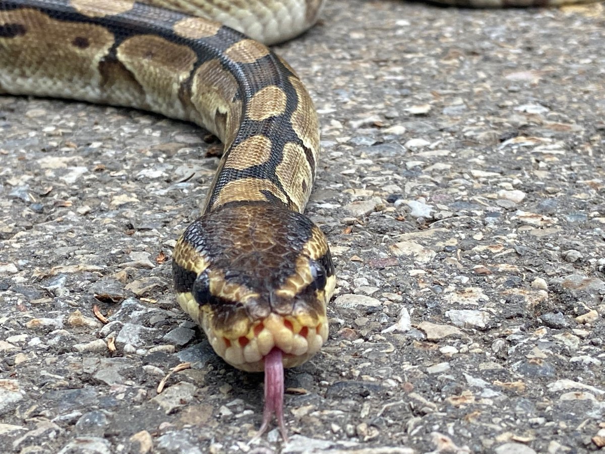 Monty the python, a Calgary pet snake.
