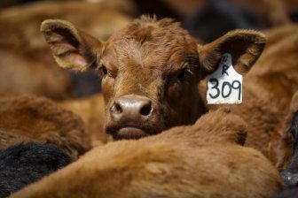 Beef Prices  News, Videos & Articles