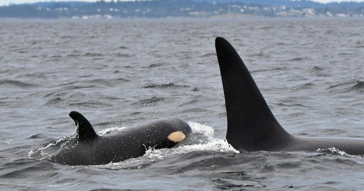 Newest baby orca seen in B.C. waters given a name