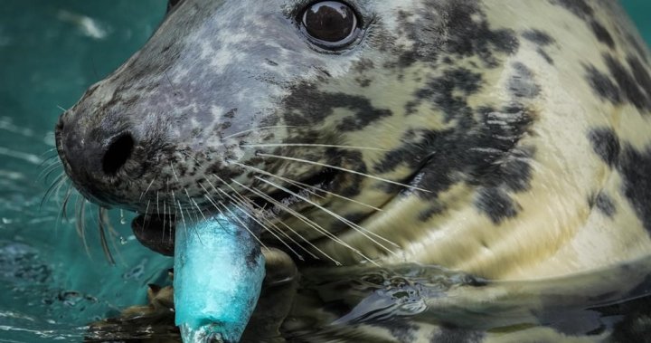 Avian flu: About 100 carcasses of seals found on Quebec’s shorelines