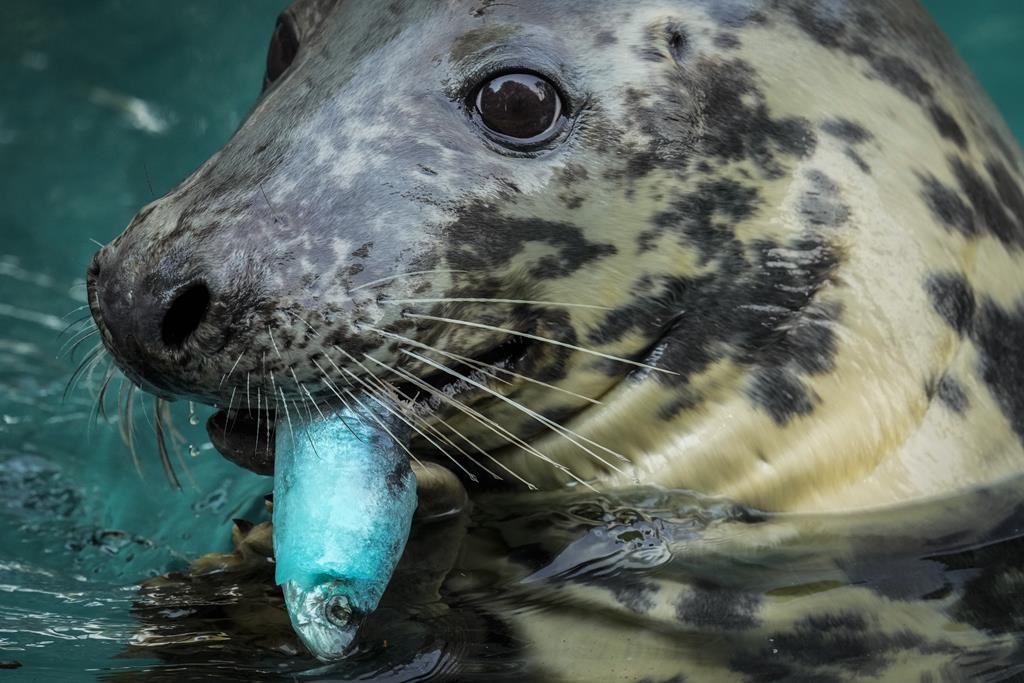 A grey seal enjoys an ice cake made of fish on a hot and sunny day at the Madrid Zoo, Spain, Wednesday, July 13, 2022. 