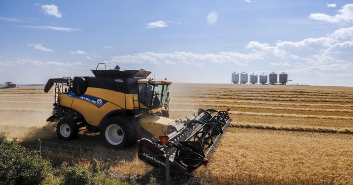 As global wheat prices soar, consumers look for cheaper alternatives