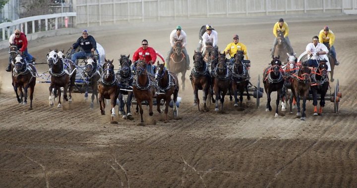 Horse euthanized following injury during Calgary Stampede chuckwagon race
