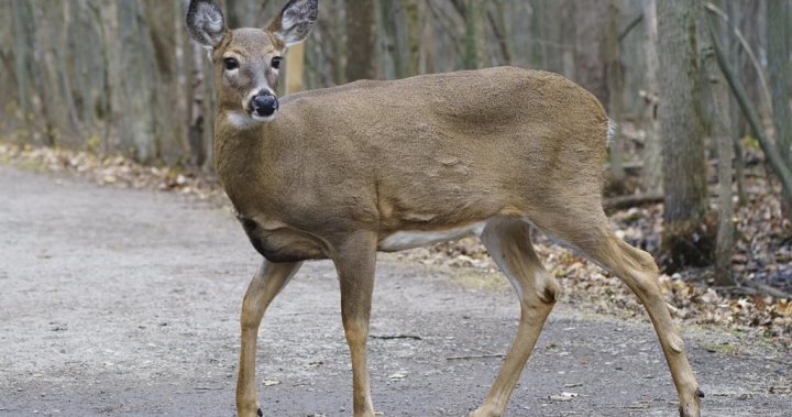 ‘Deer in the headlights’ keeping daylight saving time year-round could prevent animal-vehicle collisions