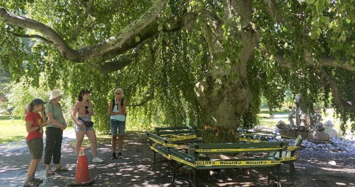 Work is ongoing to save vandalized historic trees at Halifax Public Gardens