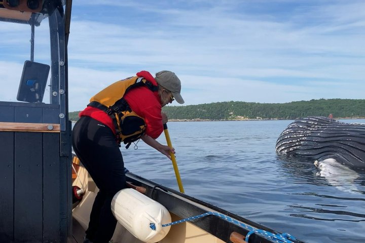 Marine society trying to retrieve humpback whale carcass off Halifax