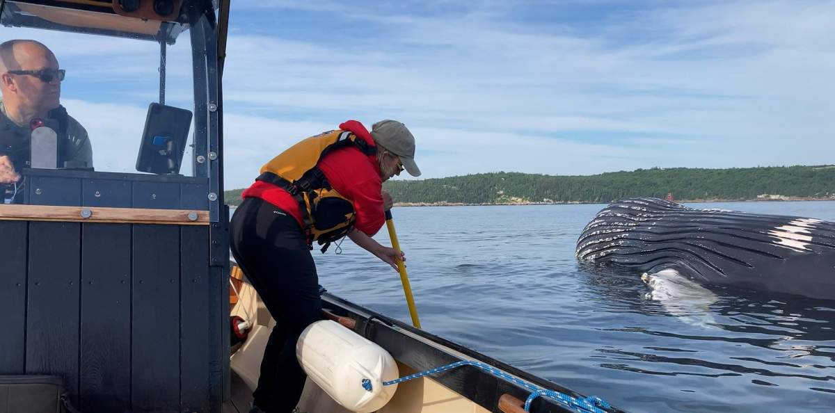 Members of the Marine Animal Response Society are trying to retrieve a humpback whale carcass floating off Halifax to perform a necropsy.