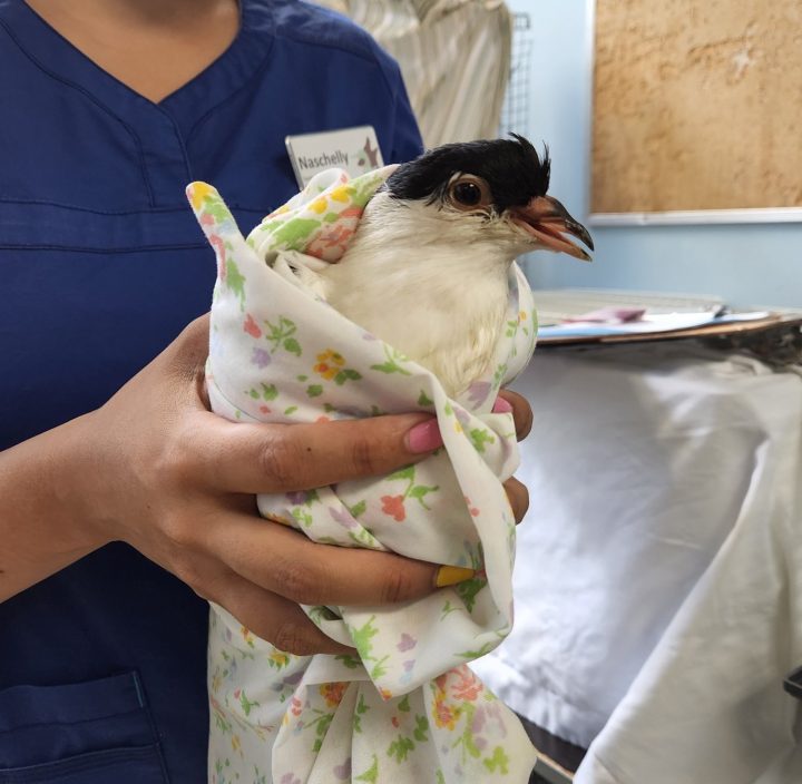 Five of the pigeons were treated by the Toronto Wildlife Centre.