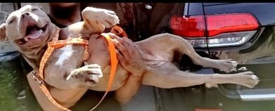 Toronto police say Bella, a Terrier, was stolen.