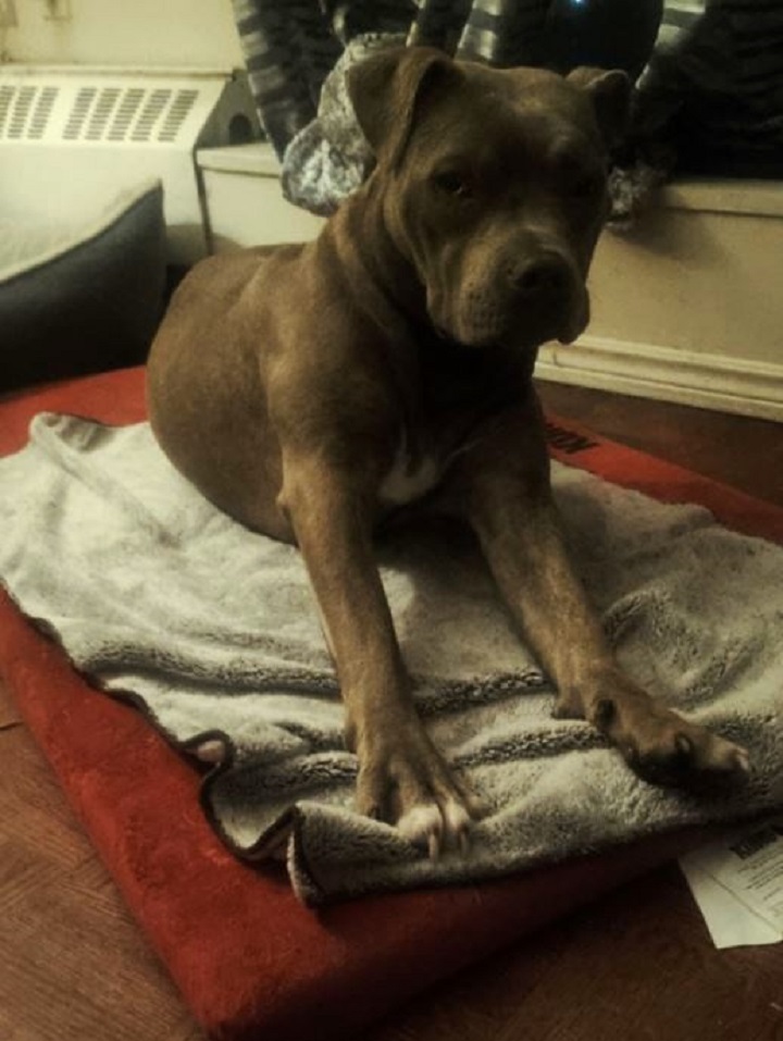 Toronto police are searching for Bella, a missing dog.