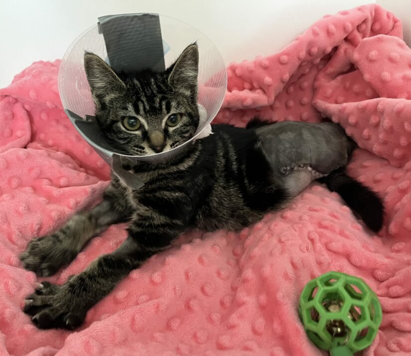 The BC SPCA says a passing motorist noticed a lump on the road, and that she turned around and discovered it was an injured kitten.