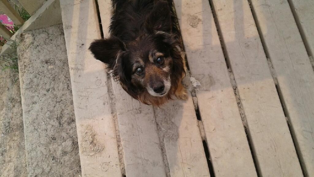 Mathias Colomb Cree Nation evacuee Cornelius Redhead says he had to leave his eight-year-old service dog behind.