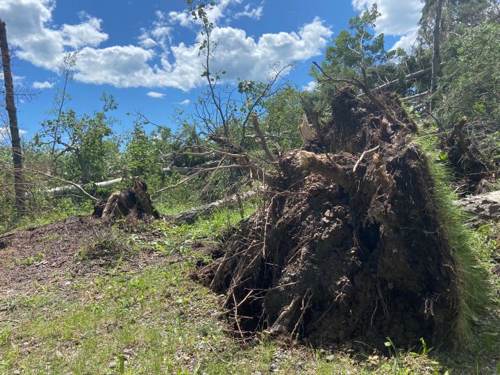 Image of damage in the Bergen, Alta., area on July 8, 2022, one day after a vicious storm passed through the region.