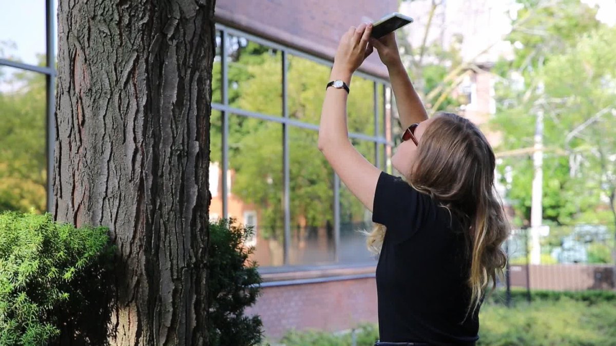 woman takes a photo of a tree for Big Backyard BioBlitz-.