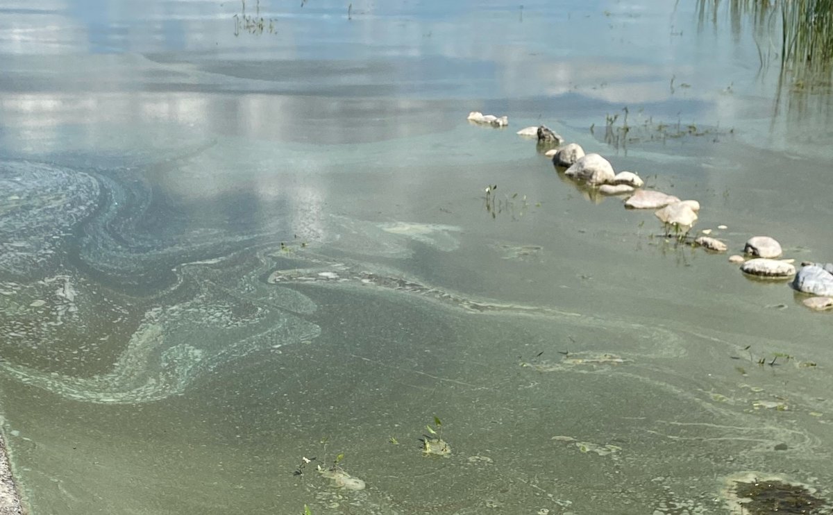 Blue-green algae in Lac Ste. Anne on Tuesday, July 26, 2022.