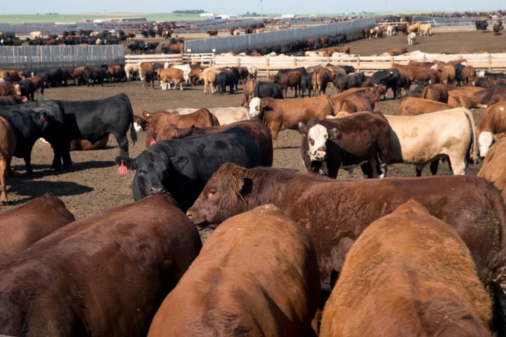 Canadian ranching group drops ‘Cattlemen’ name to be more gender-inclusive