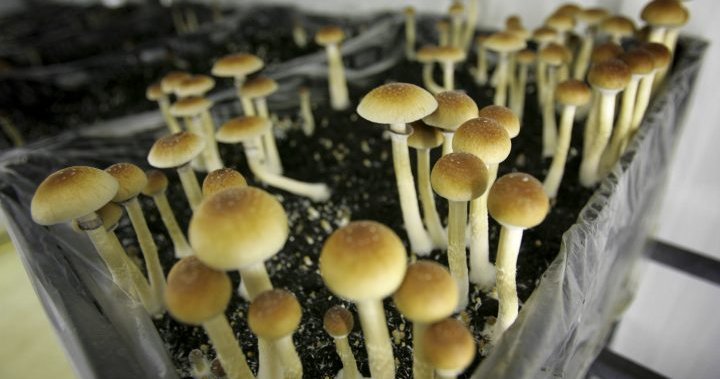 CAMH to study whether ‘magic mushrooms’ can treat depression without psychedelic effect