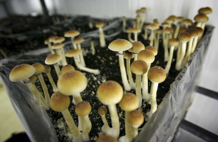 In this file photo magic mushrooms are seen in a grow room.