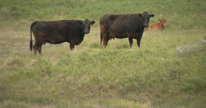 Steaks en jeu: les prix du bœuf devraient augmenter alors que les éleveurs de bovins luttent
