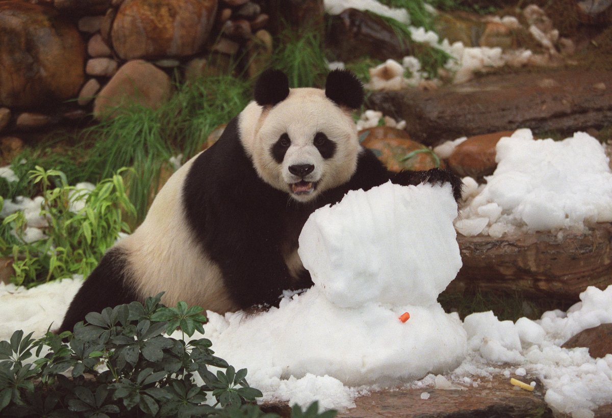 An An the giant panda plays in a snow pile.