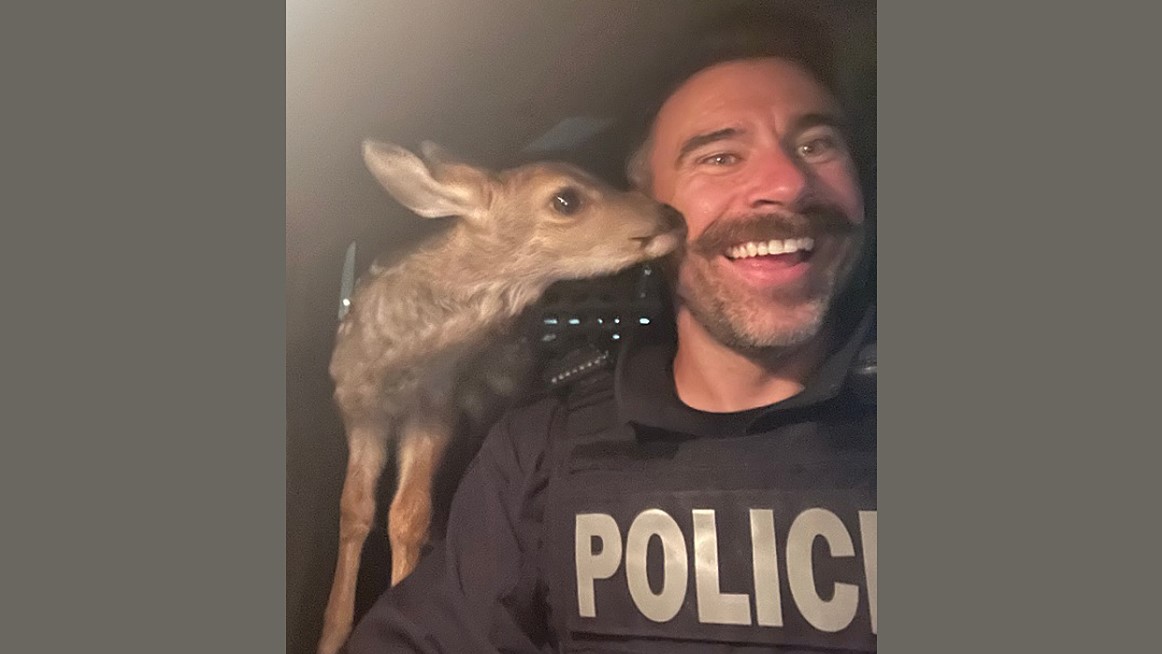 The fawn inside an RCMP vehicle, checking out a smiling police officer after it was found in the backseat of a vehicle on June 30.