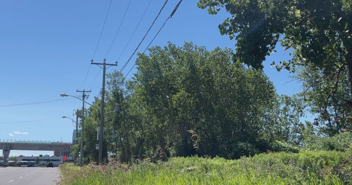 Pointe-Claire residents furious after Fairview Forest trees cut down