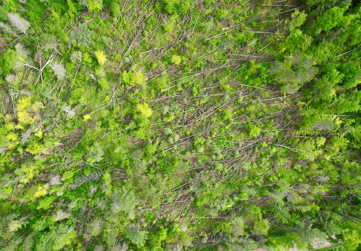 The Ganaraska Forest and its many trails were closed until at least Sept. 30 in the wake of the May 21 derecho storm.