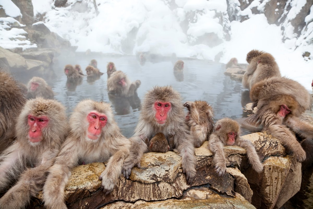 Japanese macaques enjoy a soak in a hot spring.