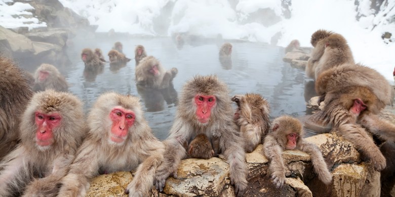 Surge in wild monkey attacks leaves 45 people injured in Japanese city