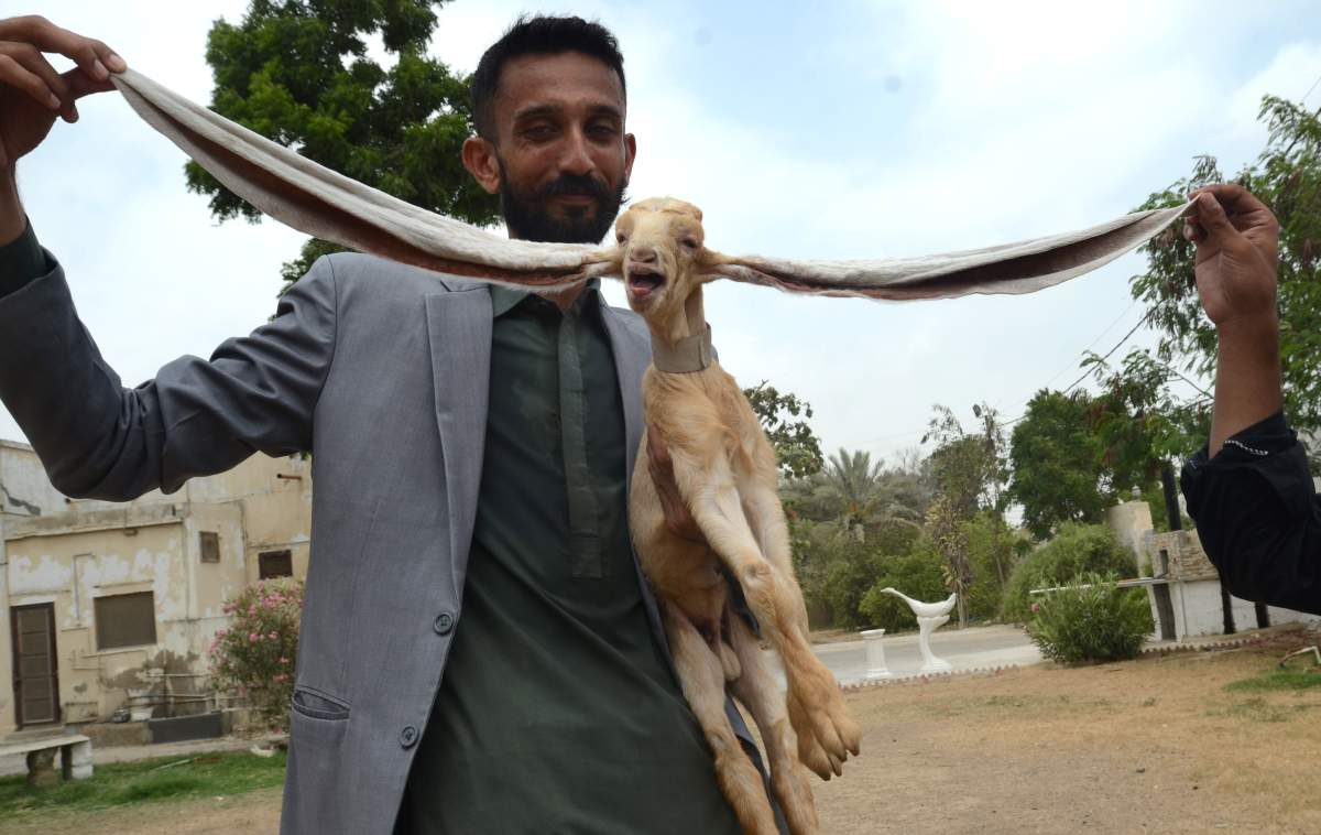 Simba’s owner shows off the kid’s incredible ear span, which is more than a metre long.