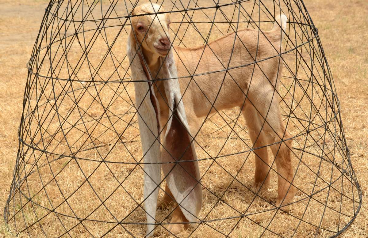 Simba the goat stand under a wire basket, his long ears grazing the ground