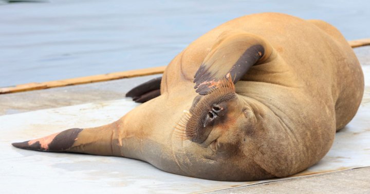 Norway euthanizes Freya, celebrity walrus that captured hearts, drew crowds