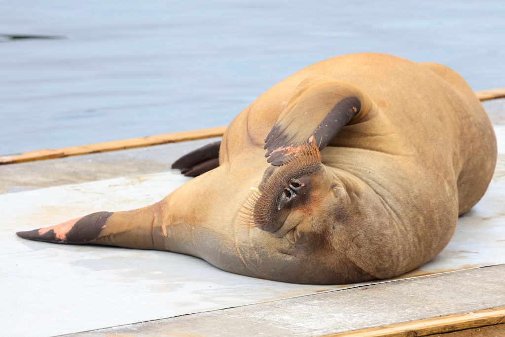 A female walrus named Freya lies at the waterfront at Frognerstranda in Oslo on July 18, 2022.