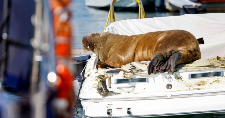 Freya the walrus sinks boats as her star rises — and she might be cleaning up Europe’s seas – National